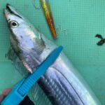 初心者に超オススメ タチウオジギングで使えるジグはこれだ 22年シーズン編